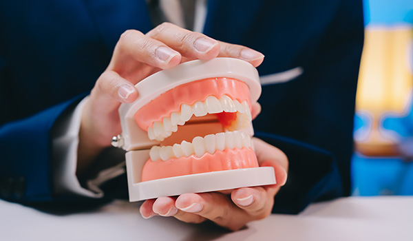 model of human teeth held by a person displaying dental education and practice with two sets of teeth visible